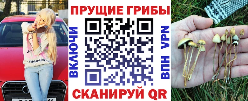 где купить наркоту  Абаза  Псилоцибиновые грибы Psilocybe 